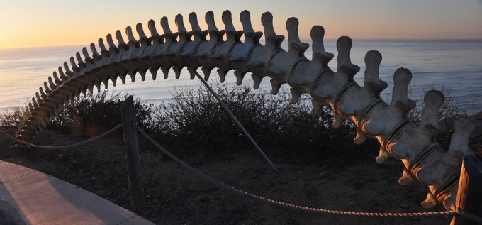 whalebone display at Point Loma